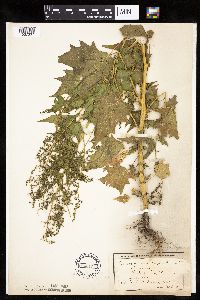Chenopodium simplex image