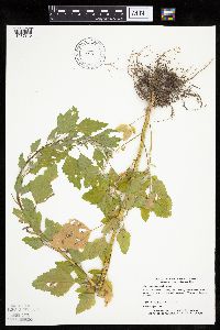 Chenopodium simplex image