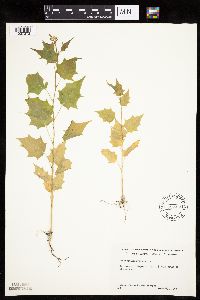 Chenopodium simplex image