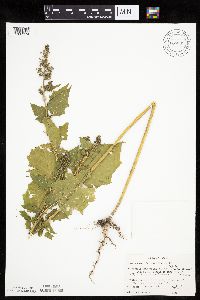 Chenopodium simplex image