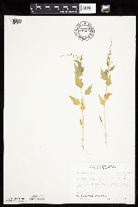 Image of Chenopodium simplex