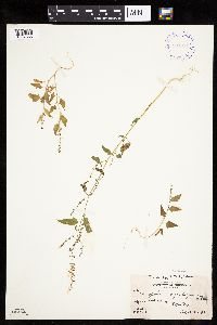 Chenopodium simplex image