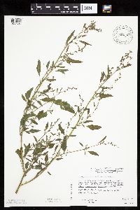 Chenopodium standleyanum image