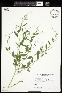 Chenopodium standleyanum image