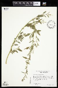 Chenopodium standleyanum image