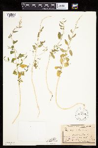 Chenopodium standleyanum image