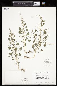 Chenopodium standleyanum image