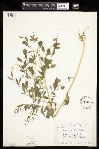 Chenopodium standleyanum image