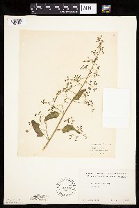 Chenopodium standleyanum image