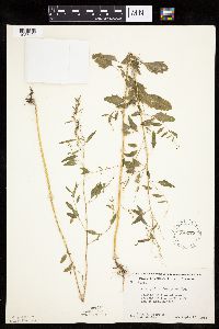 Chenopodium standleyanum image