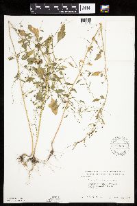 Chenopodium standleyanum image