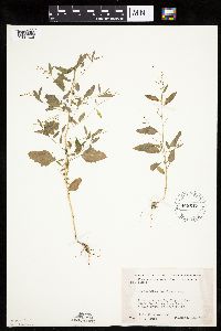 Chenopodium standleyanum image