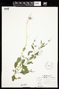 Chenopodium standleyanum image