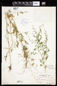 Chenopodium standleyanum image