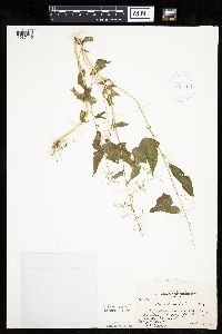 Chenopodium standleyanum image