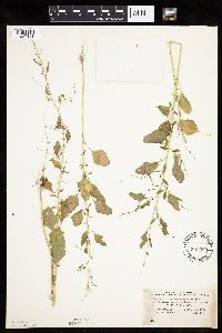 Chenopodium standleyanum image