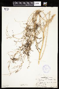 Chenopodium standleyanum image