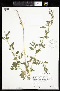Media resource of Chenopodium standleyanum
