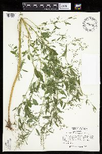 Chenopodium standleyanum image