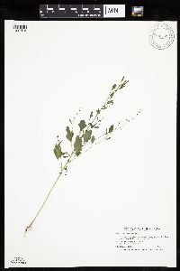 Chenopodium standleyanum image