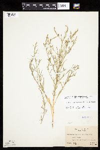 Corispermum americanum image