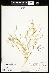 Corispermum americanum image