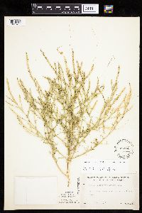 Corispermum americanum var. americanum image
