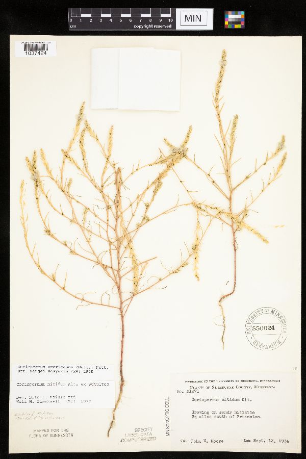 Corispermum americanum var. americanum image