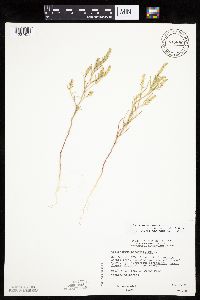 Corispermum americanum var. americanum image