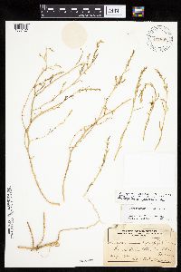 Corispermum americanum var. americanum image