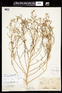 Corispermum americanum var. americanum image