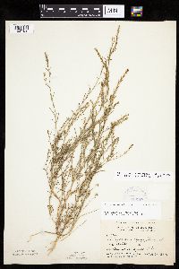 Corispermum americanum var. americanum image