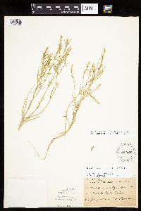 Corispermum americanum var. americanum image