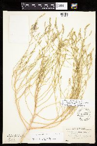 Corispermum americanum var. americanum image