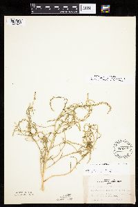 Corispermum americanum var. americanum image