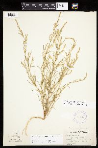 Corispermum americanum var. americanum image