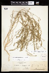 Corispermum americanum var. americanum image
