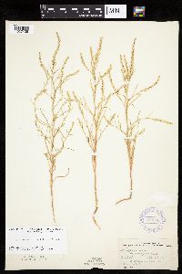 Corispermum americanum var. americanum image