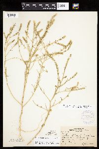 Corispermum americanum var. americanum image