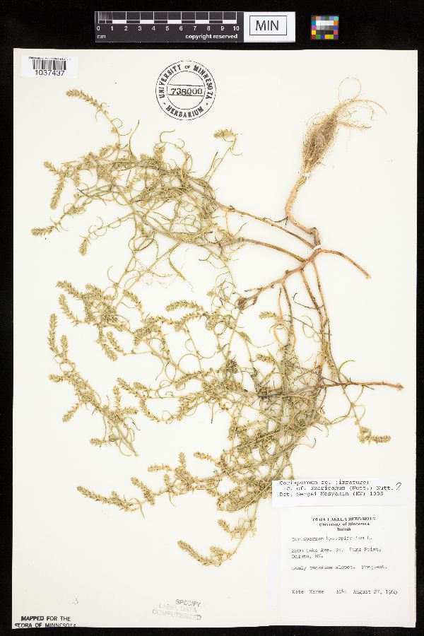 Corispermum americanum image