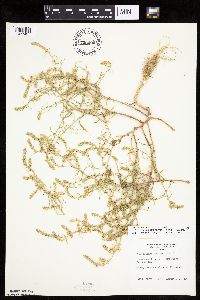 Corispermum americanum var. americanum image
