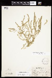 Corispermum americanum var. americanum image