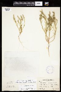 Corispermum americanum var. americanum image
