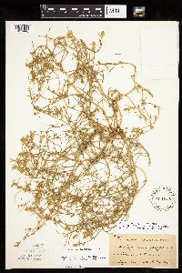 Corispermum americanum var. americanum image