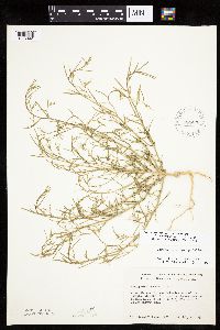Corispermum americanum var. americanum image