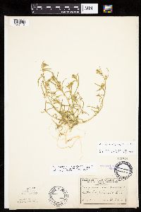 Corispermum americanum var. americanum image