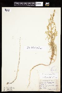 Corispermum americanum var. americanum image