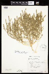 Corispermum americanum var. americanum image