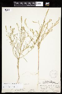 Corispermum americanum var. americanum image