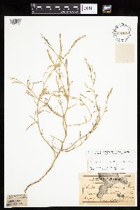 Corispermum americanum var. americanum image